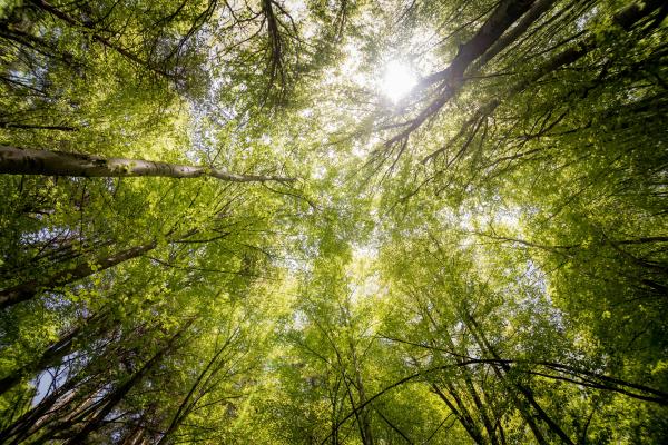 Wald von der Bodenperspektive aus forografiert